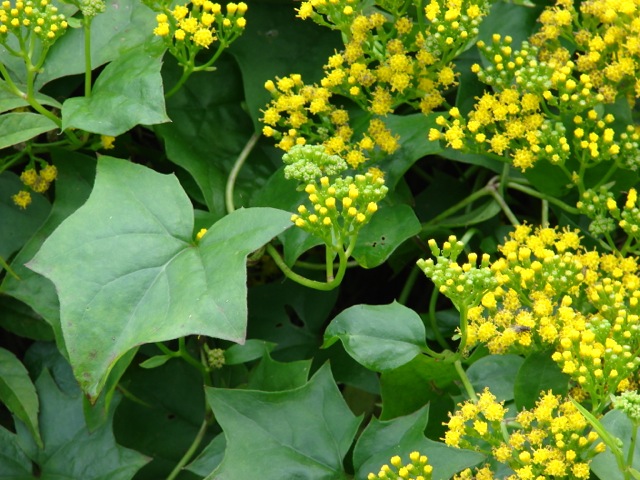 Leaves of Cape Ivy with yellow flowers