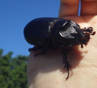 CRB found in Waimanalo