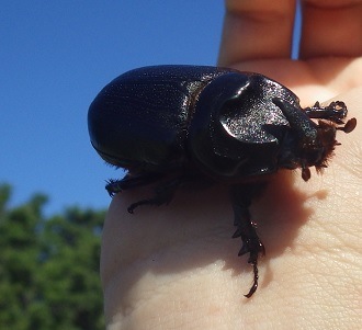 Adult CRB held in a hand