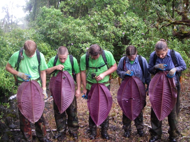 Large miconia leaves held by OISC workers