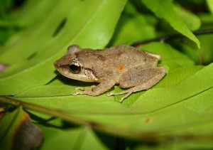Coqui frog sitting on a leaf