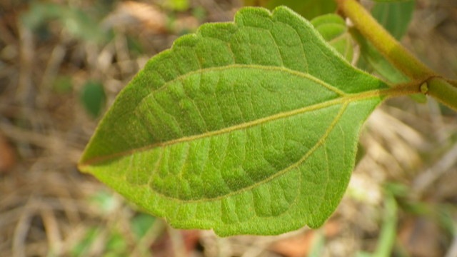 Devil weed leaf