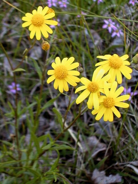 Fireweed