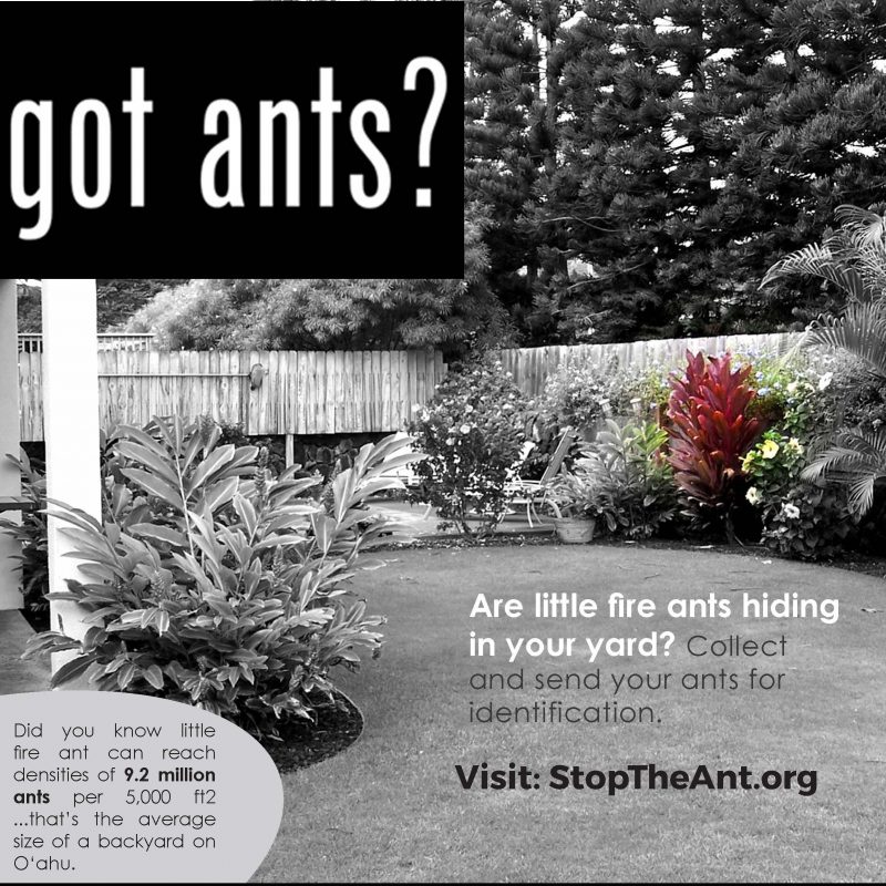 Second Windward Little Fire Ant Infestation Found in Ahuimanu