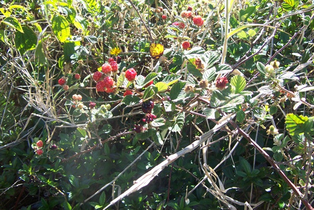 Himalyan blackberry bush