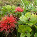 Red ʻōhiʻa blossoms