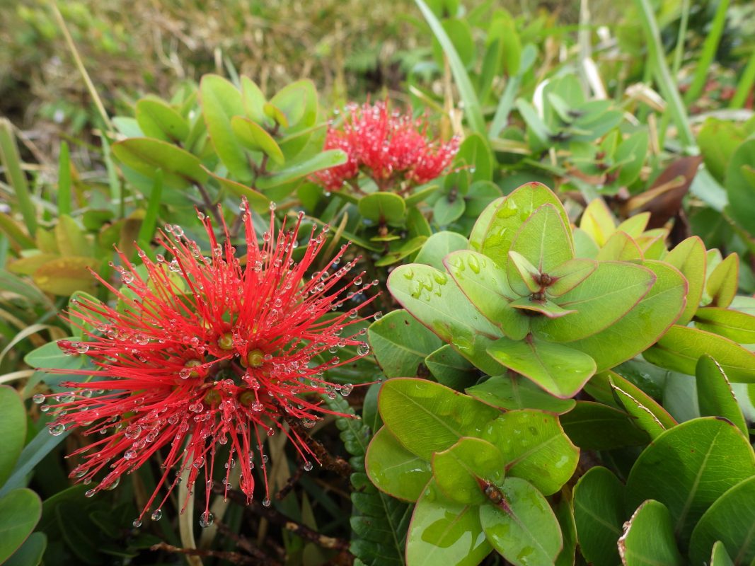 Red ʻōhiʻa blossoms