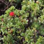 Healthy ʻōhiʻa