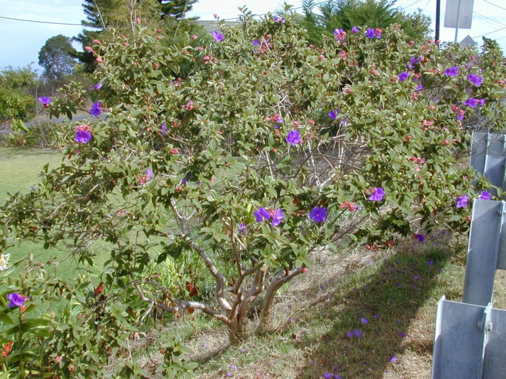 Tall glory bush