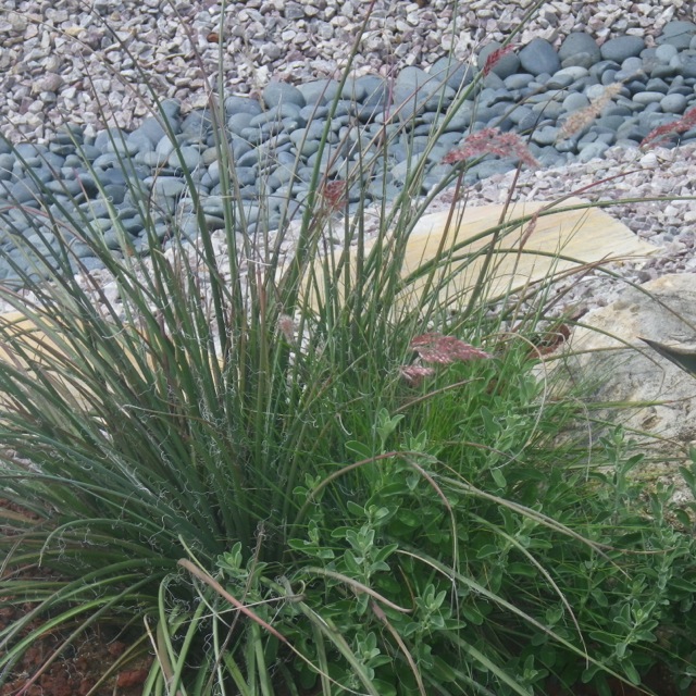 Ruby Grass