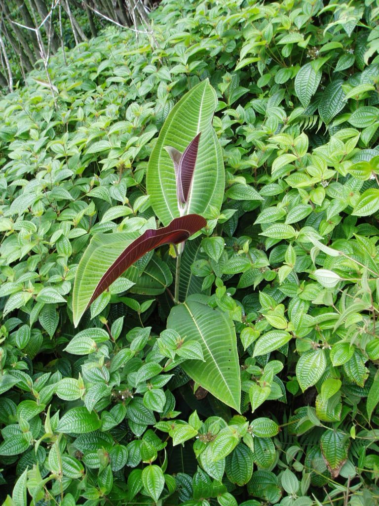 A single miconia plant growing in a sea of clidemia