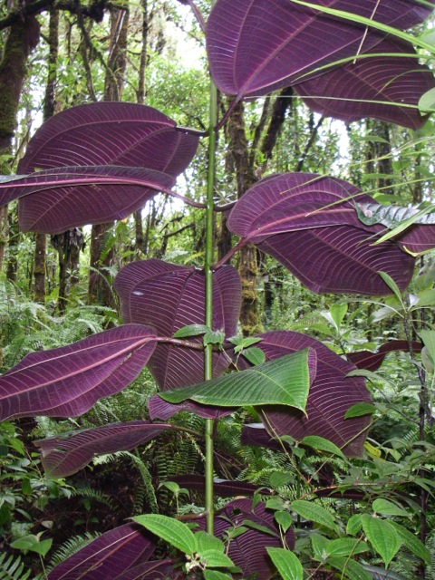 Purple underside of miconia leaves