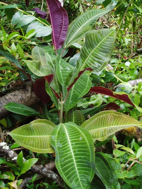 Miconia plant