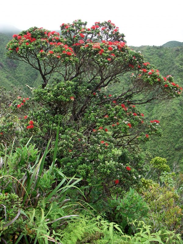 Healthy ʻōhiʻa