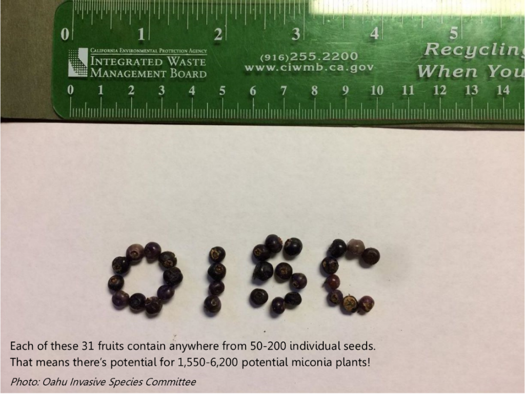 OISC spelled in miconia seeds