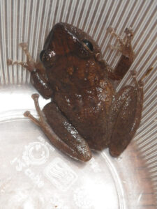 Coqui frog in cup