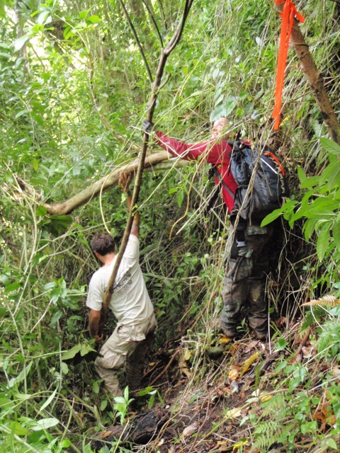 OISC crews remove a mature miconia tree.
