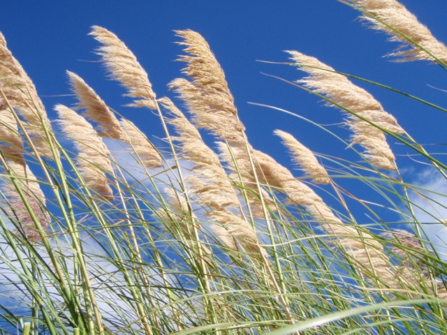 pampas grass blowing in the wind