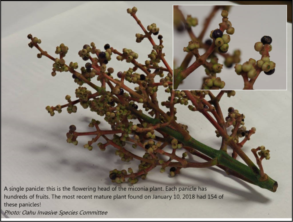 Miconia flowering head