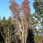 Ohia with a brown crown