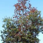 Ohia with dead branch