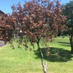 Ohia with a brown crown
