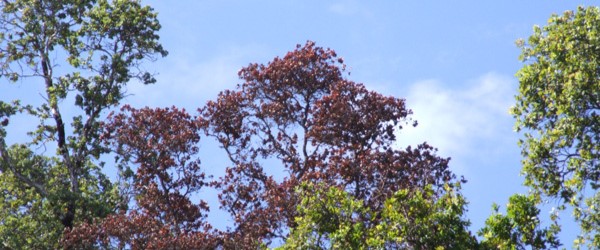Ohia with a brown crown