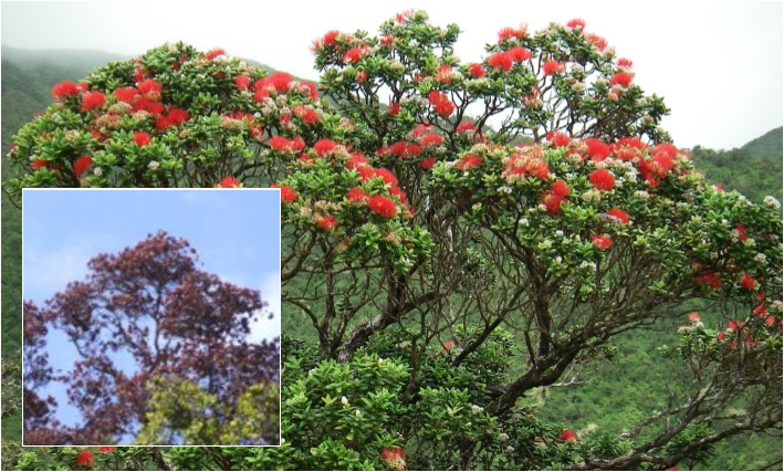 Photo of an Ohia with a brown crown next to a healthy Ohio