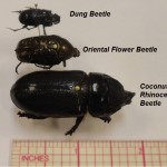 Dung beetle, Oriental flower beetle, and CRB aligned next to each other with a ruler for scale