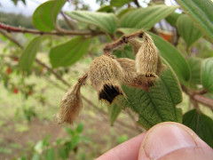 Glory bush seed pods