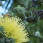 lehua mamo