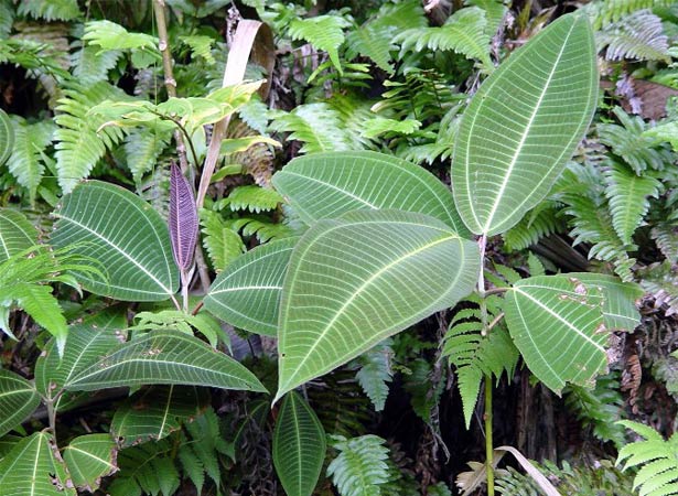 Miconia plants