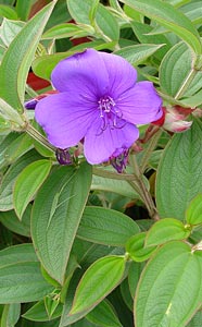 Glory bush with a purple flower