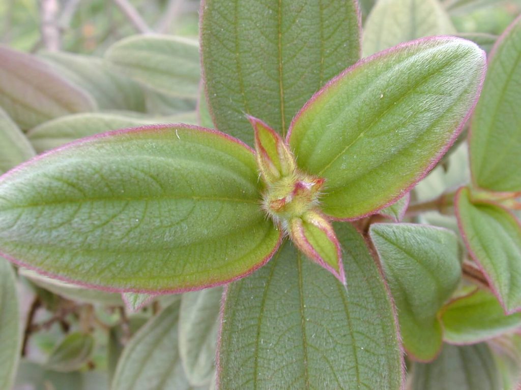 Glory bush leaves
